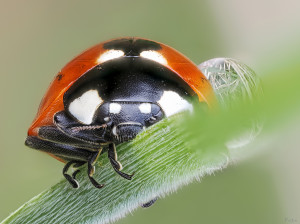 P4164882_C-126      