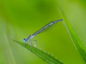 P5184440_B-55e       