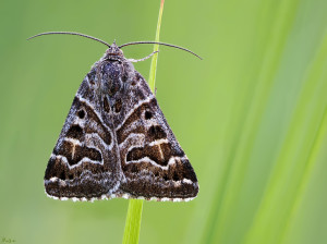 P5187575_B-58e       