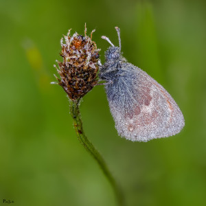 P5201708_C-48       
