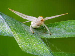 P5202312_B-110e     