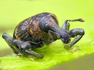 P5250984_C-224      