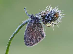 P5269548_C-93        