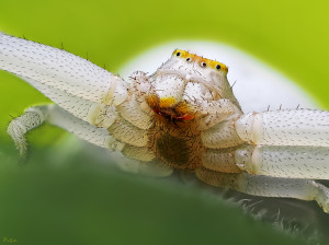P5274378_C-115             