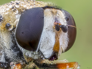 P5290629_C-186e       